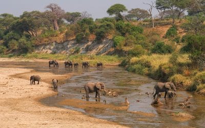 Go Untamed on a Wildlife Adventures Holiday