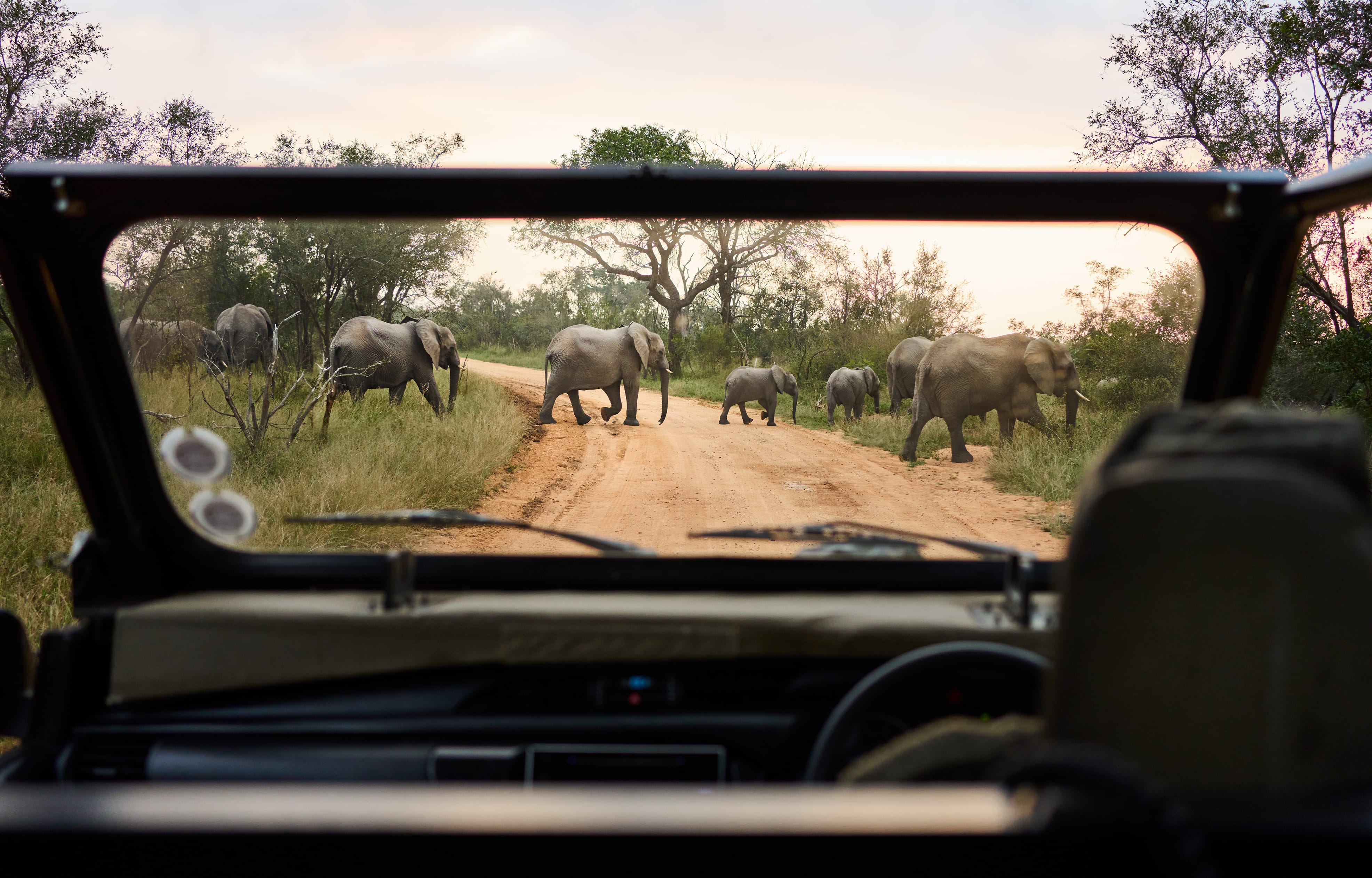 see elephants on safari in Sri Lanka 